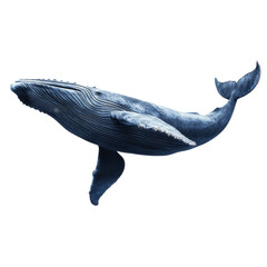 Humpback whale swimming gracefully in the ocean
