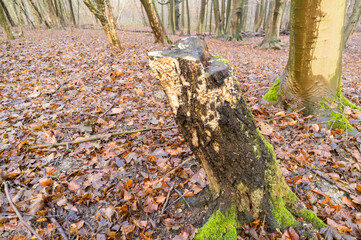 Beaver gnawing marks on tree stump in forest, showing wildlife activity