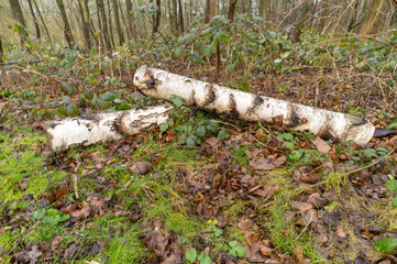 Two birch logs lying on the forest floor