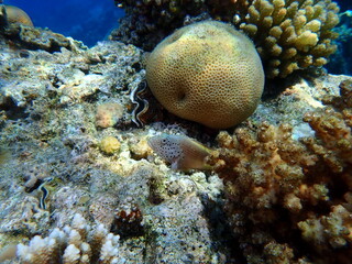 Blackside hawkfish (Paracirrhites forsteri) undersea, Red Sea, Egypt, Sharm El Sheikh, Montazah Bay