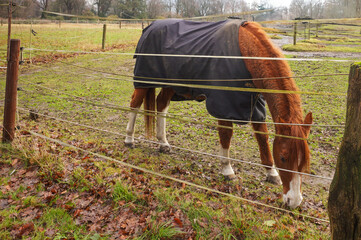 Chestnut horse grazing in paddock wearing blanket