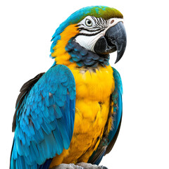 Fototapeta premium Vibrant macaw perched indoors