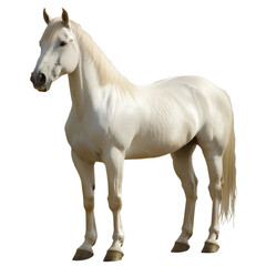 Obraz premium Majestic white horse standing in the sunlight