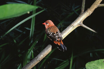 closeup of  red avadavat (Amandava amandava) bird