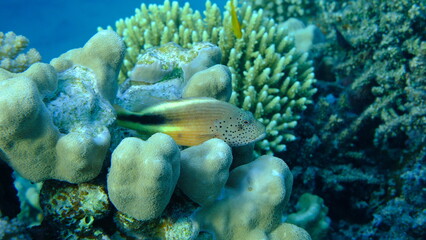 Blackside hawkfish (Paracirrhites forsteri) undersea, Red Sea, Egypt, Sharm El Sheikh, Montazah Bay