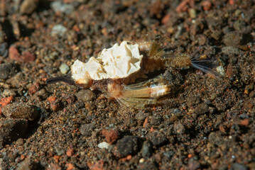 piccolo pesce drago, Eurypegasus draconis, su sabbia nera	
