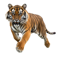 Fototapeta premium Tiger running through an open landscape in nature