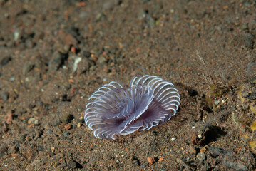 spirografo del genere Bispira, dentro sabbia vulcanica nera