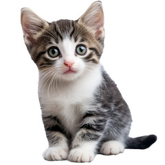 Obraz premium Cute kitten sitting on white background