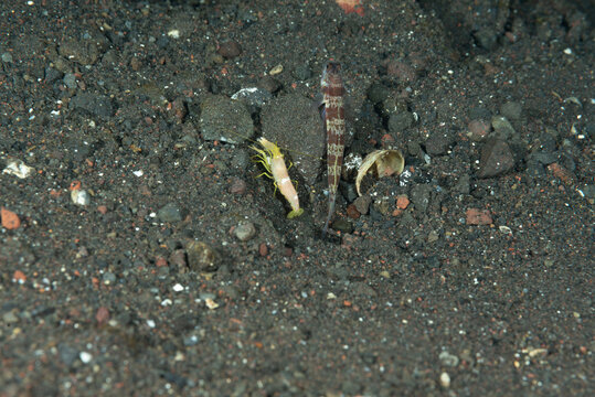 Ghiozzo dei gamberetti, Amblyeleotris wheeleri, con  gamberetto giallo