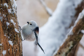 Long-tailed tit