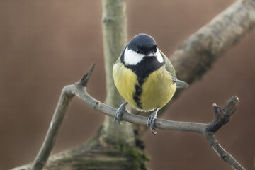 Great tit