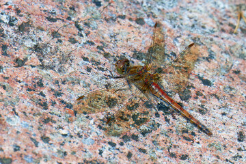 Große Heidelibelle (Sympetrum striolatum) Weibchen an der Ostsee
