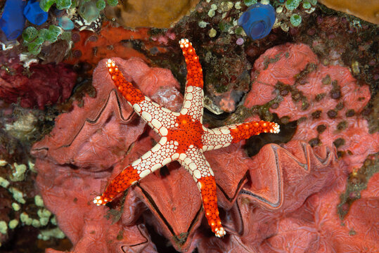 Fromia monilis, nome comune stella marina piastrellata, su spugne rosse