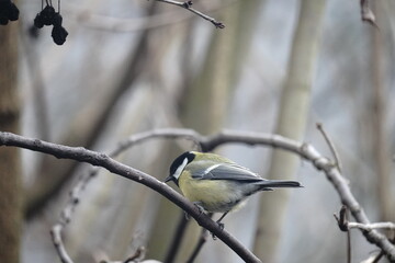 great spotted woodpecker