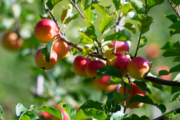 Reife Äpfel auf einer Plantage 