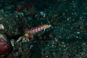 Parapercis schauinslandii, comunemente noto come pesce persico a macchie rosso o tracina bandiera