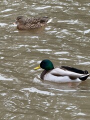 Mallard duck enjoying the Loire