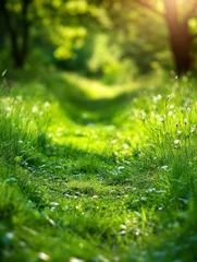 A tranquil, sunlit pathway meanders through lush greenery, inviting exploration and connection with nature.