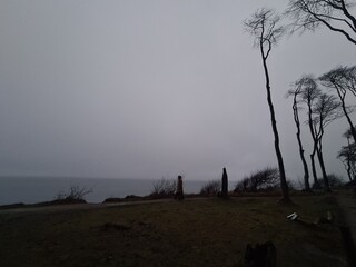der mystische Geisterwald in Nienhagen (Mecklenburg - Vorpommern) bei Nacht und Nebel, sehr...