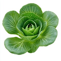 Fototapeta premium Fresh Green Cabbage with Crisp Leaves and Texture Details