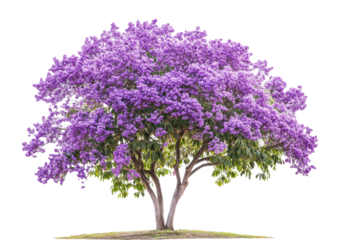 Vibrant purple flowering tree in a lush landscape