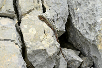 Mauereidechse - Männchen // common wall lizard - male (Podarcis muralis albanica) - Lovcen Nationalpark, Montenegro
