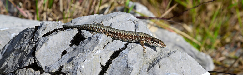 Mauereidechse - Männchen // common wall lizard - male (Podarcis muralis albanica) - Lovcen Nationalpark, Montenegro