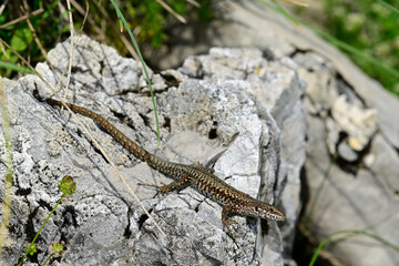 Common wall lizard - male // Mauereidechse - Männchen (Podarcis muralis albanica) - Lovcen National Park, Montenegro