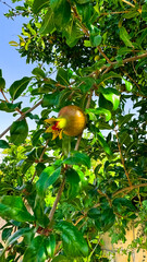 A young unripe pomegranate on a tree. Pomegranate and pomegranate flowers. Fruit cultivation