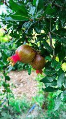 A young unripe pomegranate on a tree. Pomegranate and pomegranate flowers. Fruit cultivation