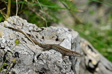 Mauereidechse - Männchen // common wall lizard - male (Podarcis muralis albanica) - Lovcen Nationalpark, Montenegro