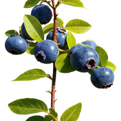 blueberries with leaves