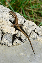 junge Mauereidechse // young common wall lizard (Podarcis muralis albanica) - Lovcen Nationalpark, Montenegro