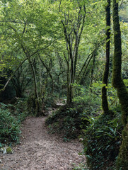 Trail among the lush nature of the mountain