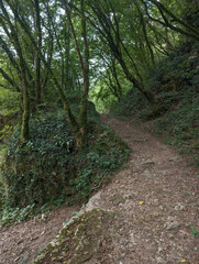 Obraz premium Path climbs slightly up the mountain