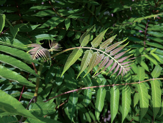 A new leaves of the Tree of heaven