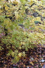 Branches of a Japanese maple tree in Autumn with fallen leaves below, Gloucestershire England
