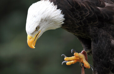 Closeup of a Bald Eagle bending forward, Warwickshire, England
