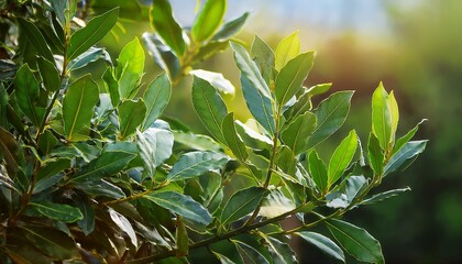 Vibrant green bay leaves on a sunlit branch.