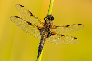 Vierfleck - Libellula quadrimaculata