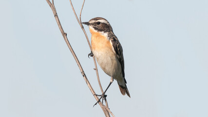 blue heron on a branch