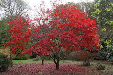 Naklejka premium View of a Maple tree covered in red leaves, Gloucestershire England 