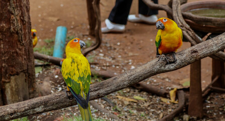two parrots on a branch