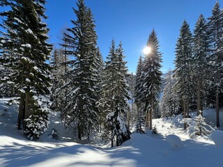 Picturesque canopies of alpine trees in a typical winter atmosphere in the Swiss Alps and over the tourist resort of Davos - Canton of Grisons, Switzerland (Kanton Graubünden, Schweiz)