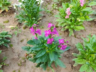 Hoary stock flowers in the garden