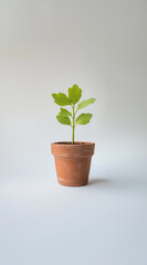 Obraz premium Minimalist photo of oak seedling in terracotta pot