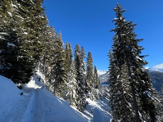 Picturesque canopies of alpine trees in a typical winter atmosphere in the Swiss Alps and over the tourist resort of Davos - Canton of Grisons, Switzerland (Kanton Graub&uuml;nden, Schweiz)
