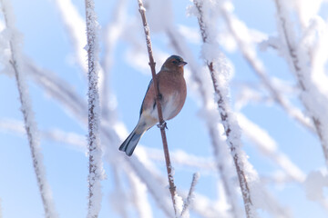 a chaffinch male, fringilla coelebs, perched on a maple tree at a sunny cold winter day