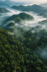 Autumn mist covering a colorful forest landscape at dawn